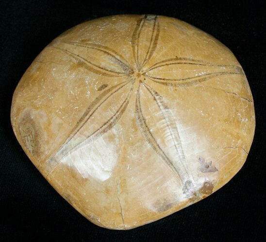 Fossil Sand Dollar From Madagascar #5830